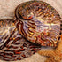 pearled copper abalone shell